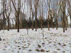 -大望京公园