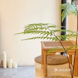 上海韩系奶油ins风咖啡馆🍦