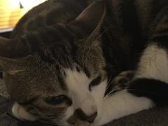 -more than meow吴止猫主题餐厅(承德 中船汇店)