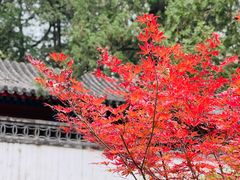 -香山公园