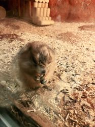 -酷嗒动物文化乐园(cutezoo西溪乐天城店)