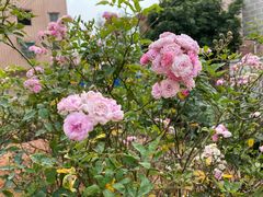 -园林美食城·本土农家菜(杨和镇店)