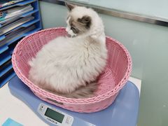 -纳吉亚猫专科动物医院博雅分院