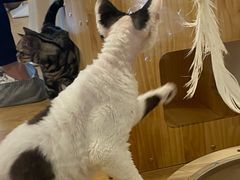 -有喵·猫咖·狗咖·30几只猫10只小狗(岗厦店)