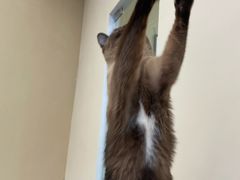 -猫力发电所·宠物专门店