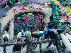 -西双版纳原始森林公园
