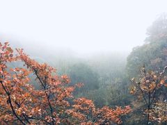 -牛背梁国家森林公园