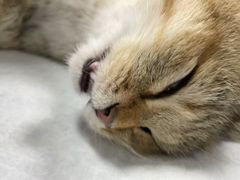 -千城康桥宠物医院·猫科·骨科·心脏