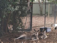 -费瑟代尔野生动物园