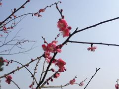 -秀丽东方