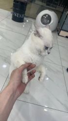 -镁连社·美联社