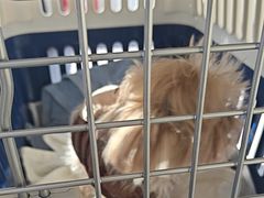 -瑞派宠物医院·犬猫全科·猫友好(宾水西道店)