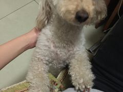 -达爱动物医院·犬猫分区·CT·复杂眼科(远洋山水分院)