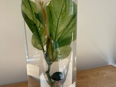 -广西壮族自治区药用植物园