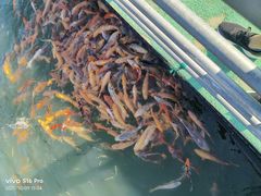 -千岛湖城中湖游船码头