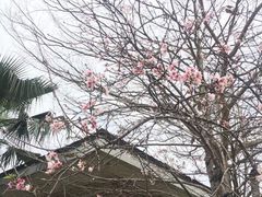 -田野绿世界