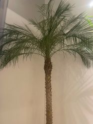-安吉拉青春化管理中心