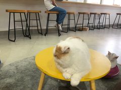 -Heymao猫咖.咖啡厅(东门店)