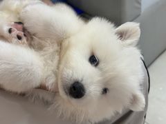 -翊宠yipet猫狗购宠庄园犬舍•猫舍