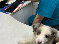 -中农国际动物医院24小时·猫科·骨科·急重症中心