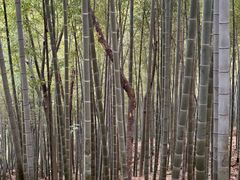 -上海佘山国家森林公园天马山园