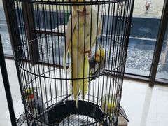 -上海崇明金茂凯悦酒店