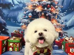 -BABIT巴比特宠物(MOMOPARK店)