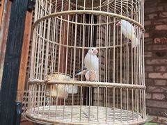 -鱼桥巷·美学川菜