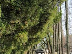 -上海醉白池公园