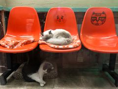 -猫咪博物馆(顶澳仔猫街店)