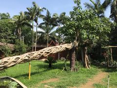 景点-瑞丽独树成林风景区