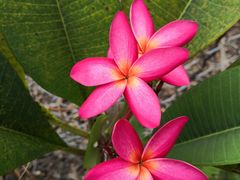 -尚果生态采摘园