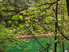 -铁山坪森林公园