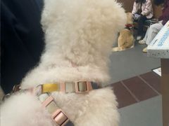 -联合动物医院(光谷诊疗中心)