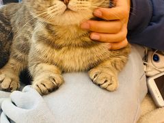 -猫咪派对(江南西店)