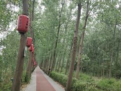 -合肥滨湖国家森林公园