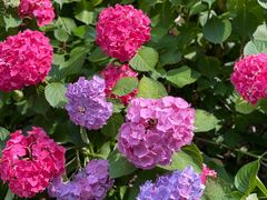 -上海滨江森林公园