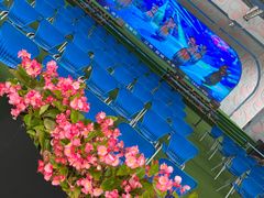 -荷兰花海