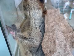 -怪兽屋·羊驼·猫咖·狗咖(俊华广场店)