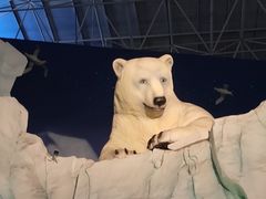 -海合安青岛极地海洋公园