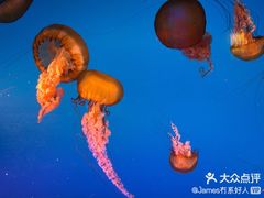 -太平洋海底世界