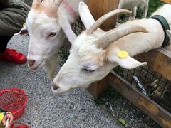 -前小桔亲子创意农场·草莓采摘·露营烧烤