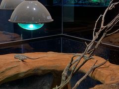 -帕帕拉兹宠物(亚洲旗舰店)