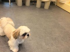 -有喵·猫咖·狗咖·30几只猫10只小狗(岗厦店)