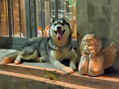 -more than meow吴止猫主题餐厅(承德 中船汇店)