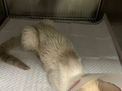 -北京赛佳动物医院