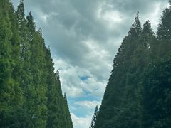 -黄海国家森林公园