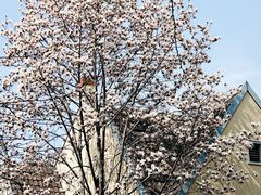 -颐和路民国时期公馆风貌区