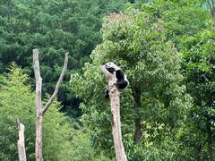 -卧龙中华大熊猫苑神树坪基地