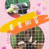 滑索道你们敢来挑战吗？